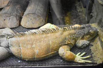 huge iguana resting in aquarium from baneasa zoo in Romania.