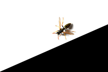 wasp on a black-white table. isolate. overhead.