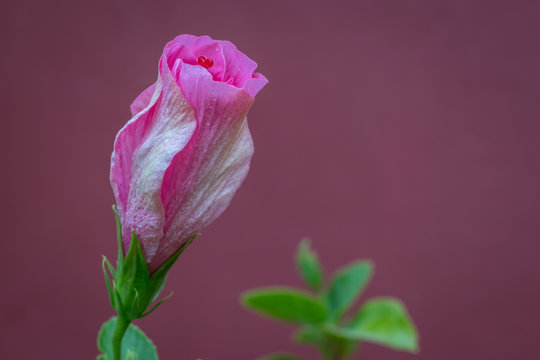 Lovely pink hibiscus bud growing healthy