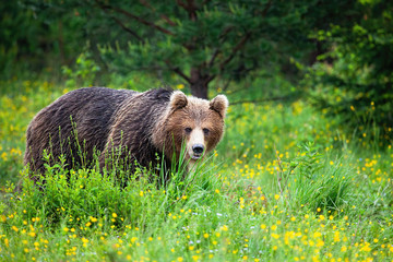 Strong brown bear, ursus arctos, sneaking from behind tall green grass in summer. Dominant carnivore with long wet fur hiding behind vegetation with copy space.