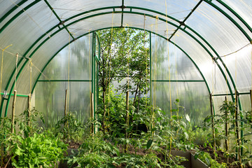 Fototapeta premium Greenhouse with seedlings of tomatoes, cucumbers and pepper. Gardening as hobby
