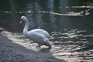 swan on lake,bird, water, lake, nature, white, animal, wildlife,elegance,beauty,