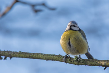 Blue Tit