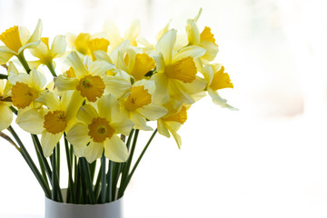 Bouquet of yellow daffodils. In a vase on the window. Spring flowers, background. Beauty