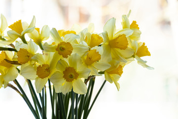Bouquet of yellow daffodils. In a vase on the window. Spring flowers, background. Beauty