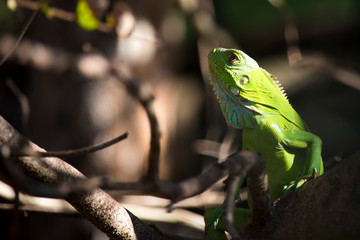 green iguana on a branch
