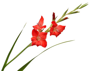 Branch of a gladiolus red flower isolated on white background. Spring time, summer. Easter holidays. Garden decoration, landscaping. Floral floristic arrangement - obrazy, fototapety, plakaty