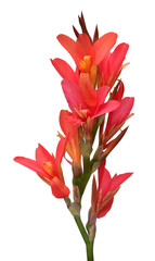 Red canna flower isolated on white background. Spring time, summer. Easter holidays. Garden decoration, landscaping. Floral floristic arrangement - obrazy, fototapety, plakaty