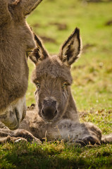 A cute and fluffy littel donkey foal in the meadow in springtime