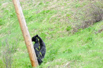 A black bear in the grass next to a thick pole, Manning Park, Canada