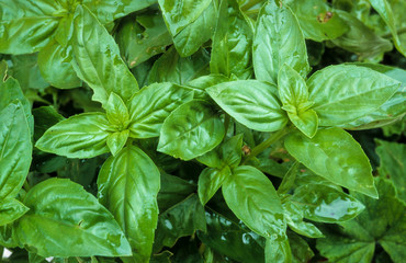 Basilic, Ocimum basilicum