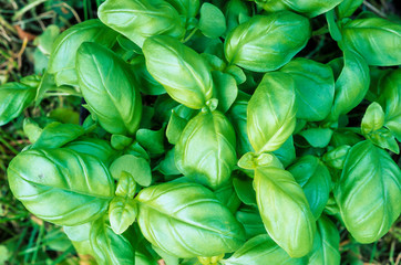 Basilic, Ocimum basilicum