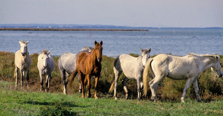 Obraz premium Cheval, race camarguais
