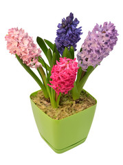 Hyacinth flower in a pot isolated on a white background. Spring time. Easter holidays. Garden decoration, landscaping. Floral floristic arrangement. Flat lay, top view