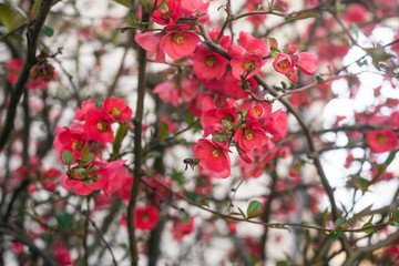 closeup of red japanese quince tree  of Chaenomeles in public garden