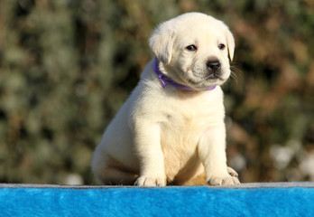 the labrador puppy on a blue background