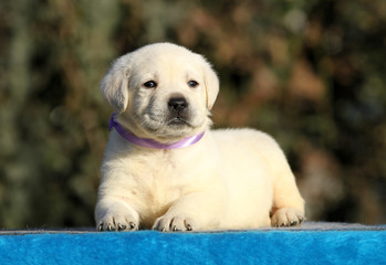 labrador puppy on a blue background