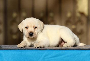 sweet labrador puppy on a blue background