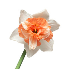 White-orange head daffodil flower isolated on white background. Spring time. Easter holidays. Garden decoration, landscaping. Floral floristic arrangement. Flat lay, top view