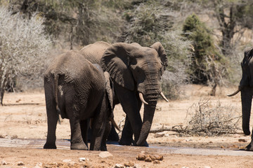 Fototapeta premium Eléphant d'Afrique, Loxodonta africana, Parc national Kruger, Afrique du Sud