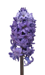 Blue hyacinth flower head isolated on a white background. Spring time. Easter holidays. Garden decoration, landscaping. Floral floristic arrangement. Flat lay, top view