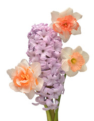 Bouquet hyacinth and narcissus flower isolated on a white background. Spring time. Easter holidays. Garden decoration, landscaping. Floral floristic arrangement. Flat lay, top view