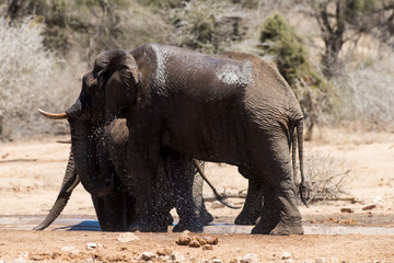 Obraz premium Eléphant d'Afrique, Loxodonta africana, Parc national Kruger, Afrique du Sud