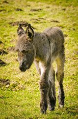 A cute and flurry littel donkey foal in the meadow in springtime