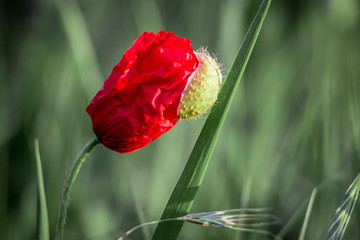Obraz premium red poppy