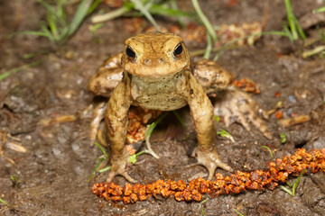 Little common European toad on the ground