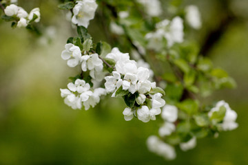 White Apple flowers on the background of a spring garden. Spring flowers, spring background, flower background