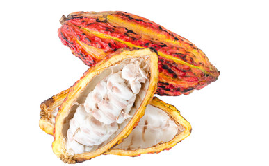 Open cocoa pod on a white background. Tropical fruit concept.