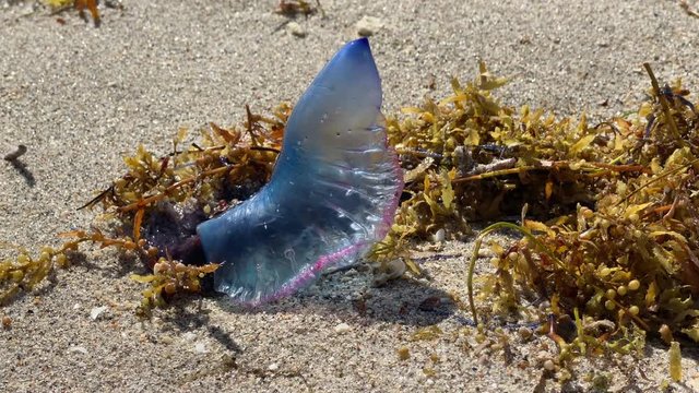 Atlantic Portuguese man of war poisonous jellyfish like marine animal washed out on a tropical sandy beach. Florida.
