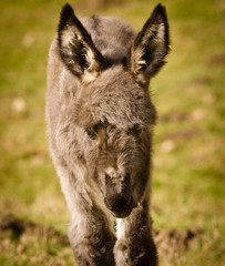 Fototapeta premium A cute and fluffy littel donkey foal in the meadow in springtime
