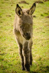 Naklejka na ściany i meble A cute and flurry littel donkey foal in the meadow in springtime