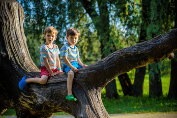 Naklejka na ściany i meble Two boys are sitting on a log. The child walks in the summer park or forest. The kid sits on a fallen tree. Outdoor fun for children