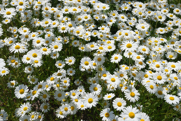 Blooming oxeye daisies (Leucanthemum vulgare) in summer field, in Finland.