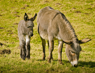 Obraz na płótnie Canvas A small sweet littel donkey foal near to its mother in the grass