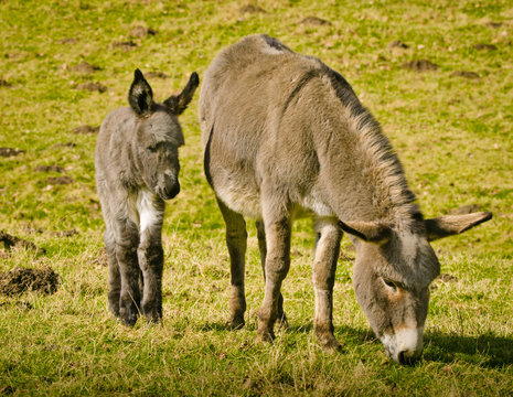 A small sweet littel donkey foal near to its mother in the grass