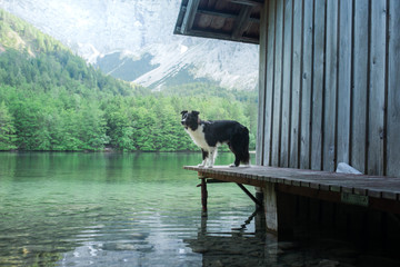 Border Collie dog on nature, background of a beautiful landscape. pet by the mountain lake.