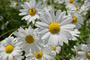 Close up of blooming oxeye daisies (Leucanthemum vulgare) in summer field, in Finland. - obrazy, fototapety, plakaty
