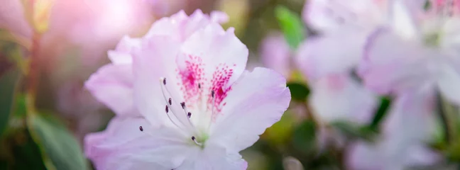 Fotobehang Azalea Banner azalea flowers have bloomed.  © lms_lms