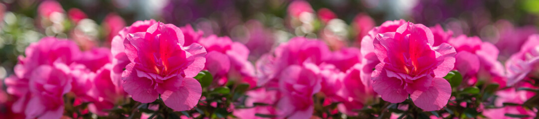 Banner azalea flowers have bloomed.