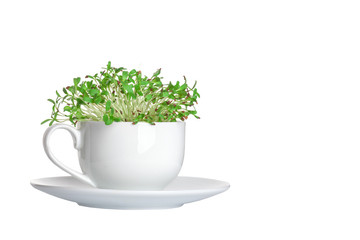 Fototapeta premium Micro leaf vegetable of green alfalfa seeds sprouts
