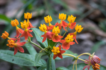 Fototapeta premium Nature great designs are shown in so many different flowers