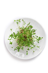 Fototapeta premium Micro leaf vegetable of green alfalfa seeds sprouts