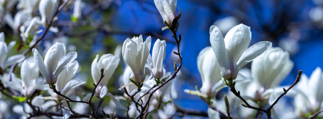 Panorama white magnolia flowers in the sun. © lms_lms