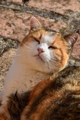 cat face kissed by sunlight