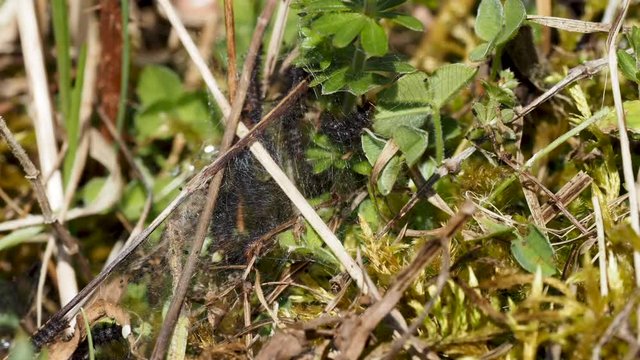 Timelapse. Glanville Fritillary (Melitaea cinxia ) Caterpillars. Approx 15mm long. Probably 5th Instar.