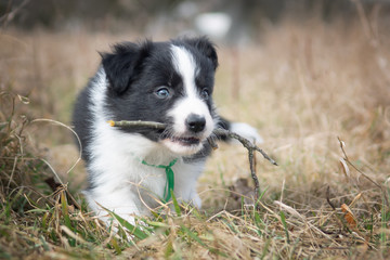 Fototapeta premium border collie puppy